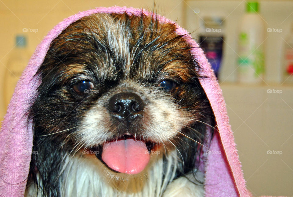 Pekingese dog getting a refreshing bath, towel on head