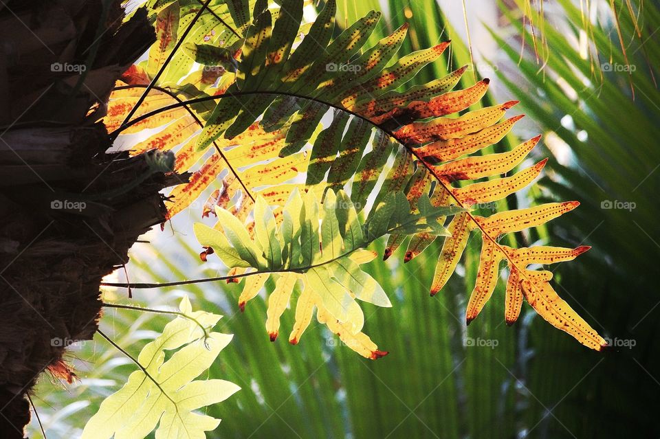 Palm tree and ferns