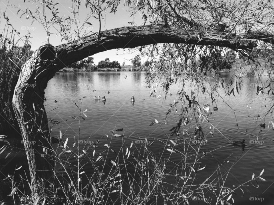 california nature outdoors tree by ninjacentral