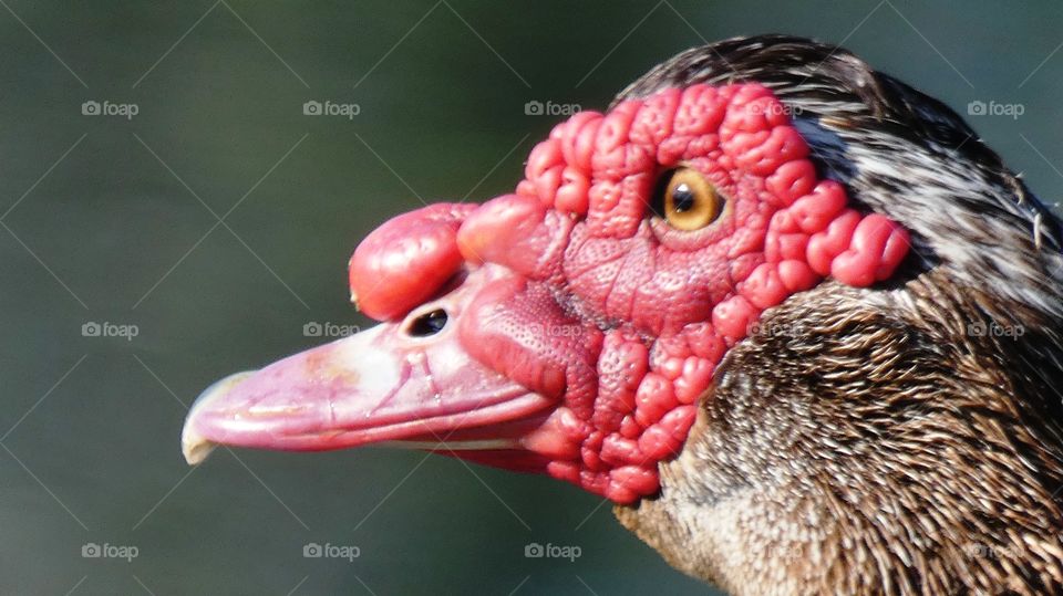 muscovy duck face portrait