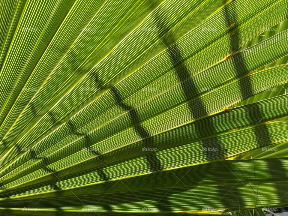 Palma leaf green