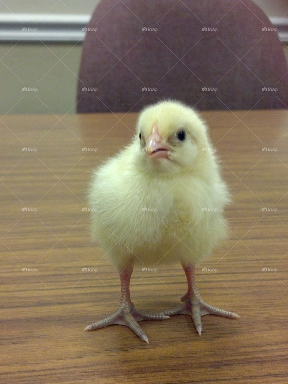 Baby chick on table