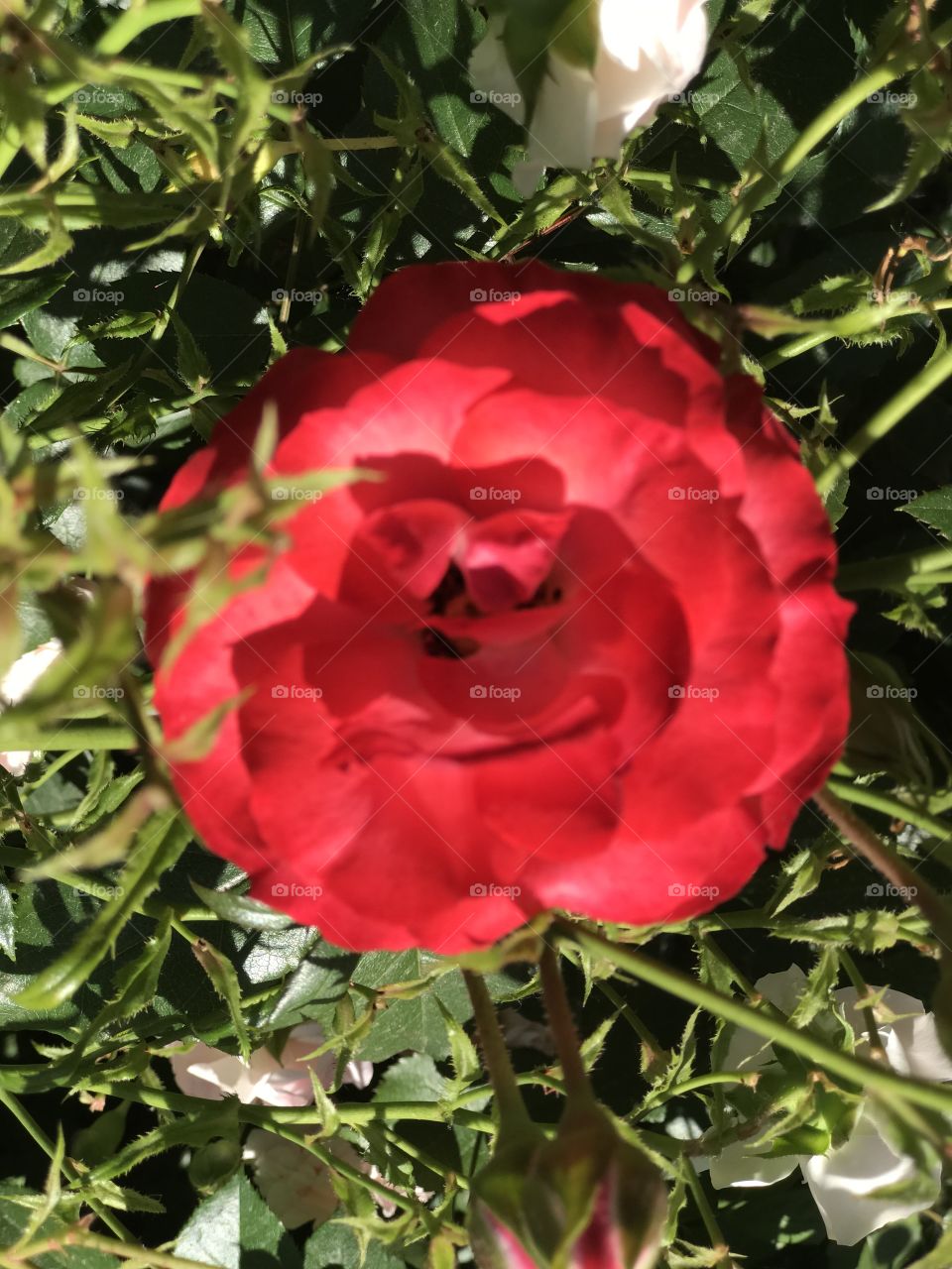 Portland Rose garden: Rose petal maze