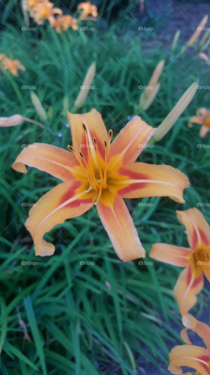 Nature, Summer, Flower, No Person, Flora