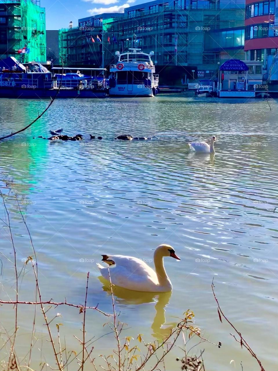 Swan shine in the sea