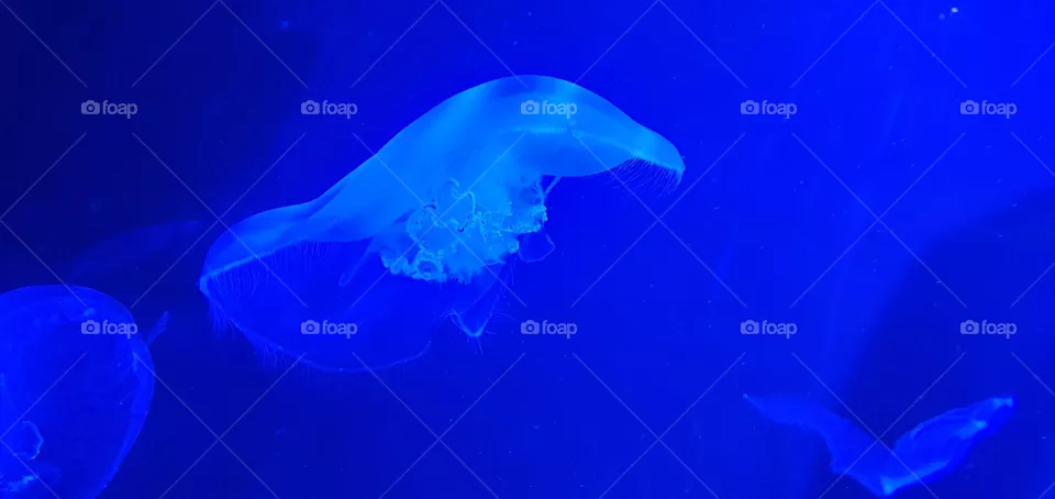 blu