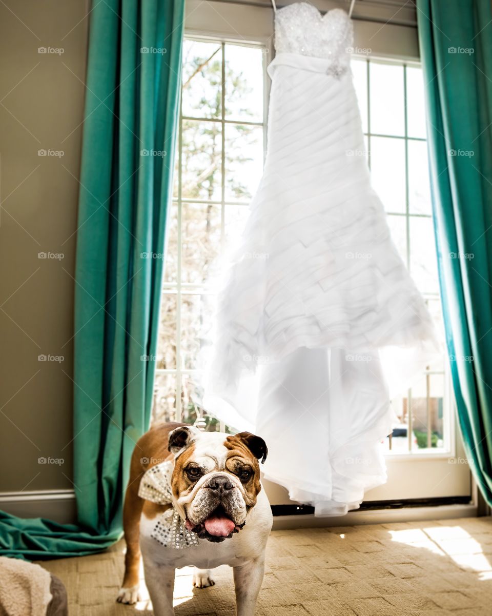 Cool English Bulldog 