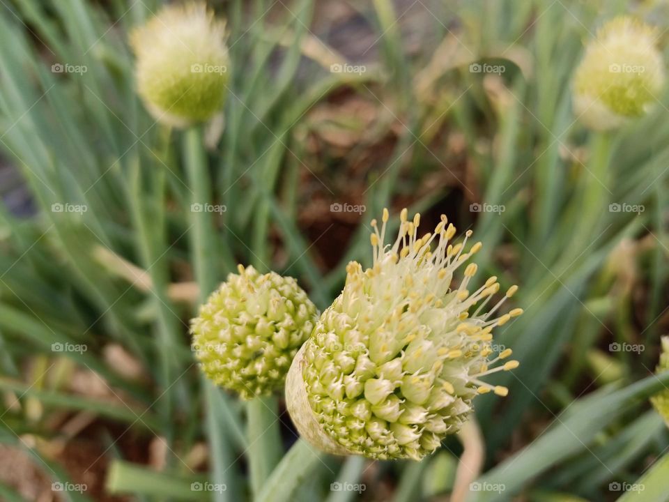Scallion blossom