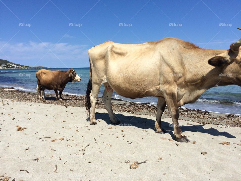 Cows on the beach 