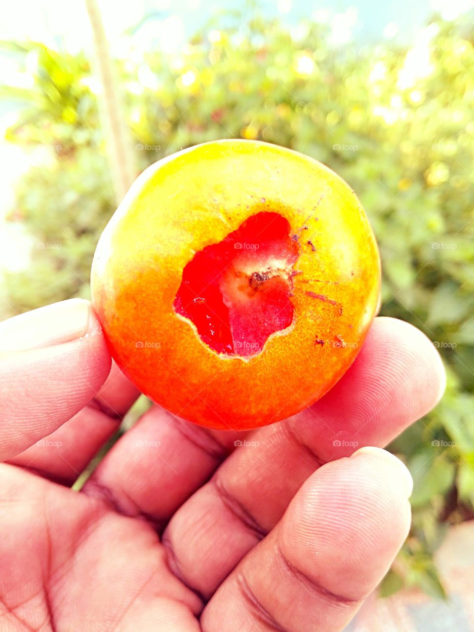 tomato , always red but it has to be yellowish .