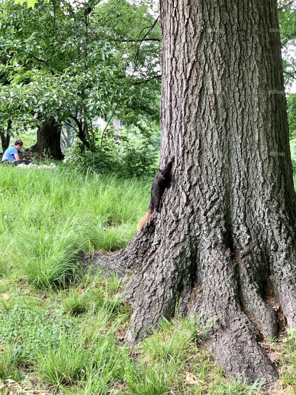Squirrel on the tree trunk during summer. The squirrel with black fur and brown tail. A woman doing picnic.