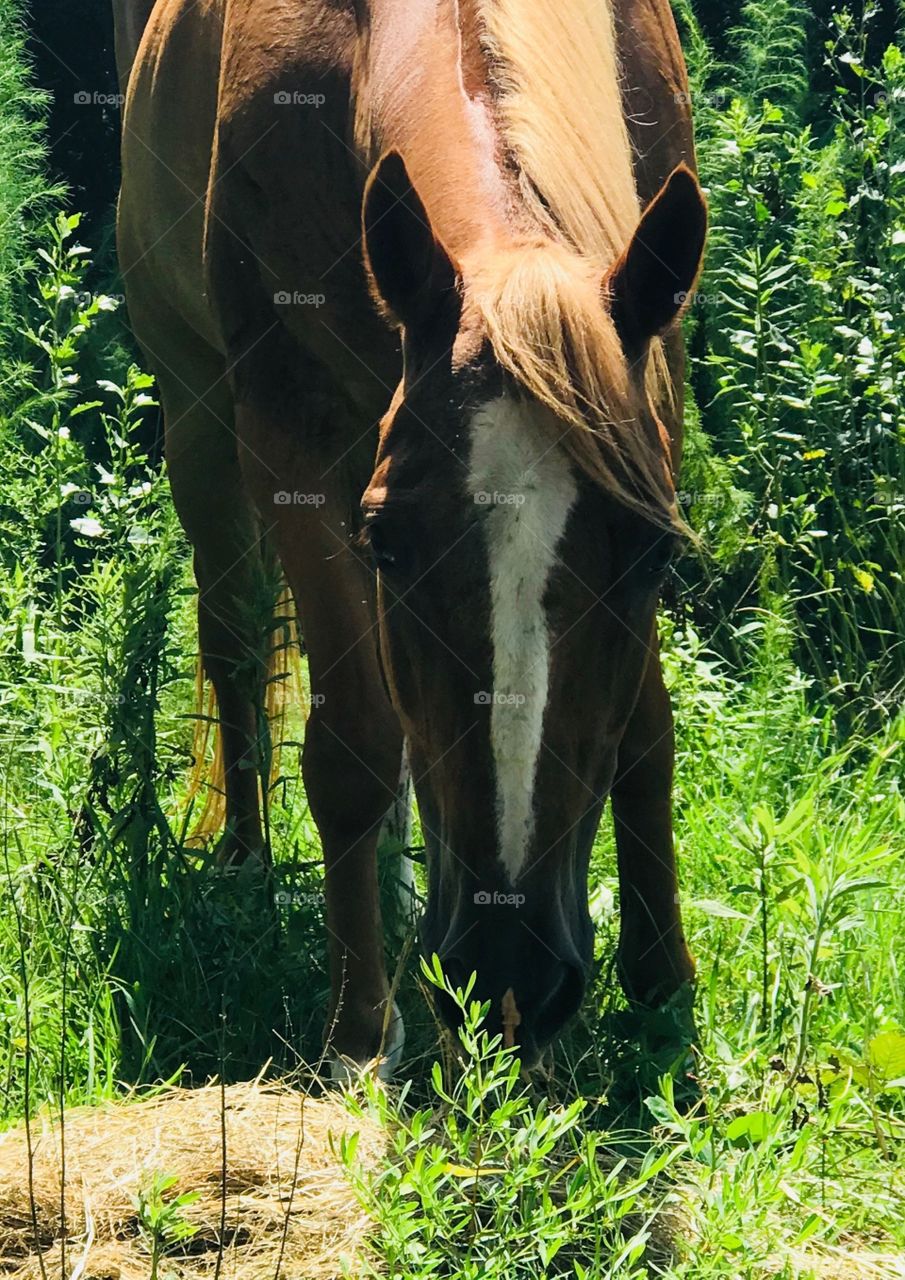 Levi the sorrel gelding grazing in the South Georgia woods on a hot summer day.