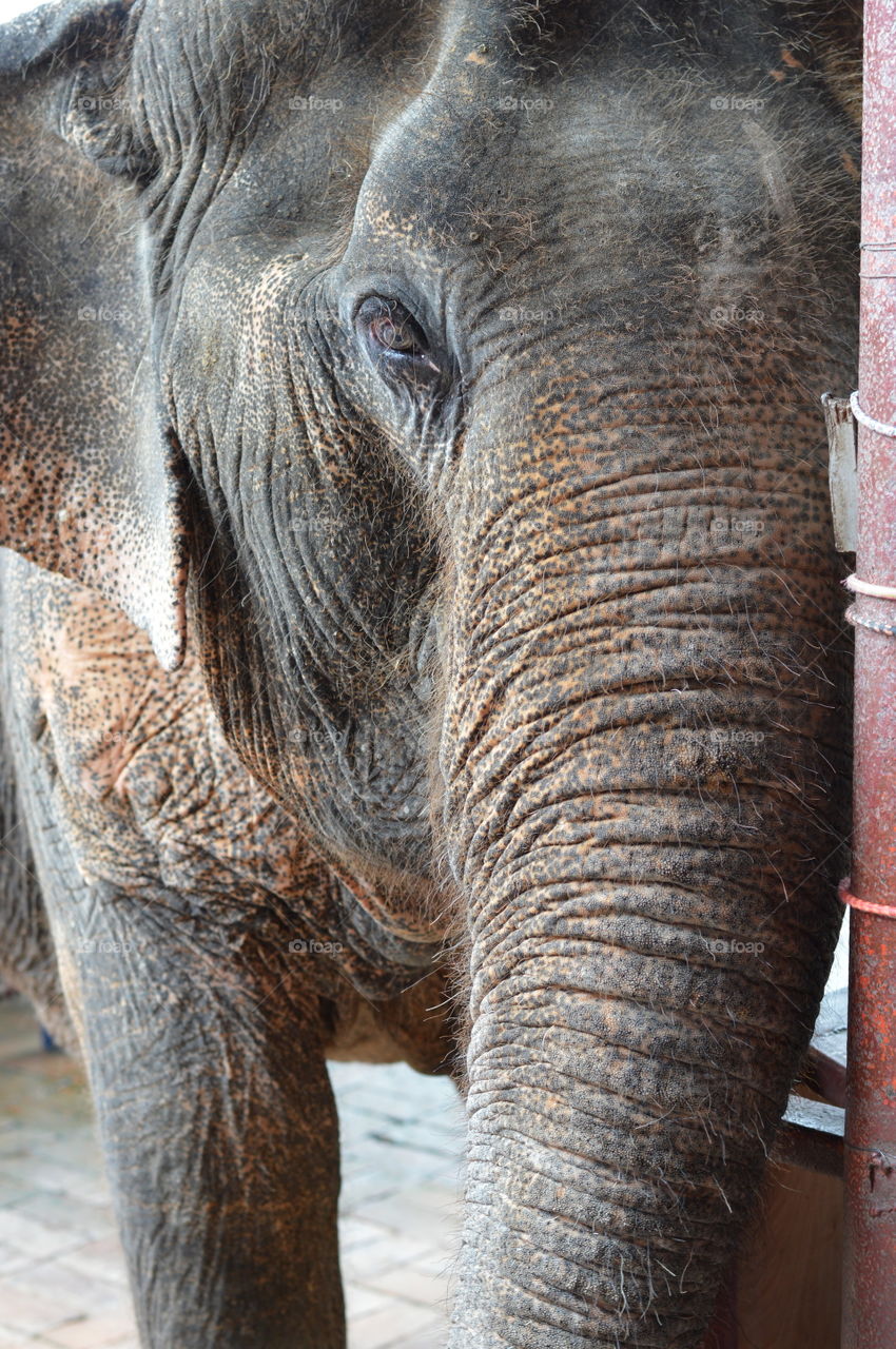 Elephant, Trunk, Immense, Nature, Ivory