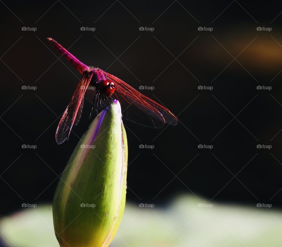 Colourful Dragonfly on lily bud