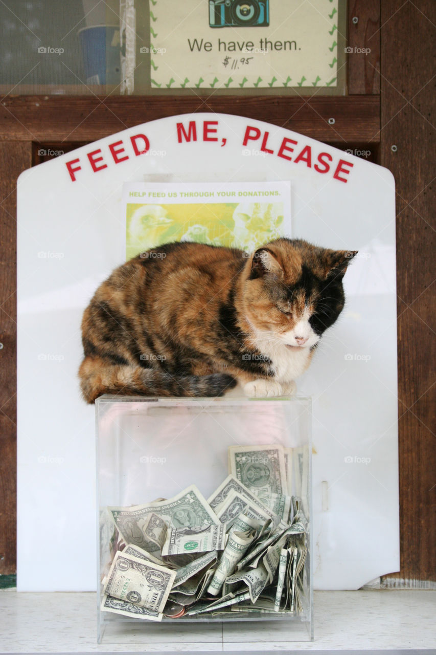 Feed Me Please. Cat sitting on a donation box at a zoo.