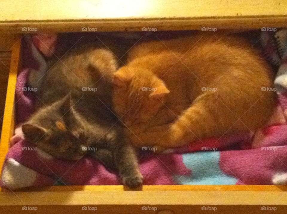 Brother and sister Jenna and Jaxx rescued from a shelter in Massachusetts. 