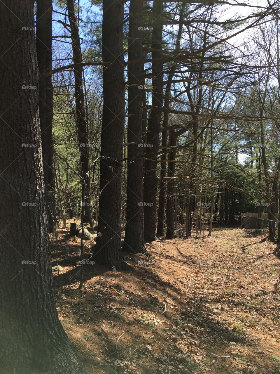 Dirt road, sunny, pine tree lined & with pine needles to walk barefoot on!👣👣