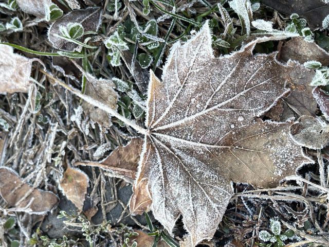 Snow on leaves 