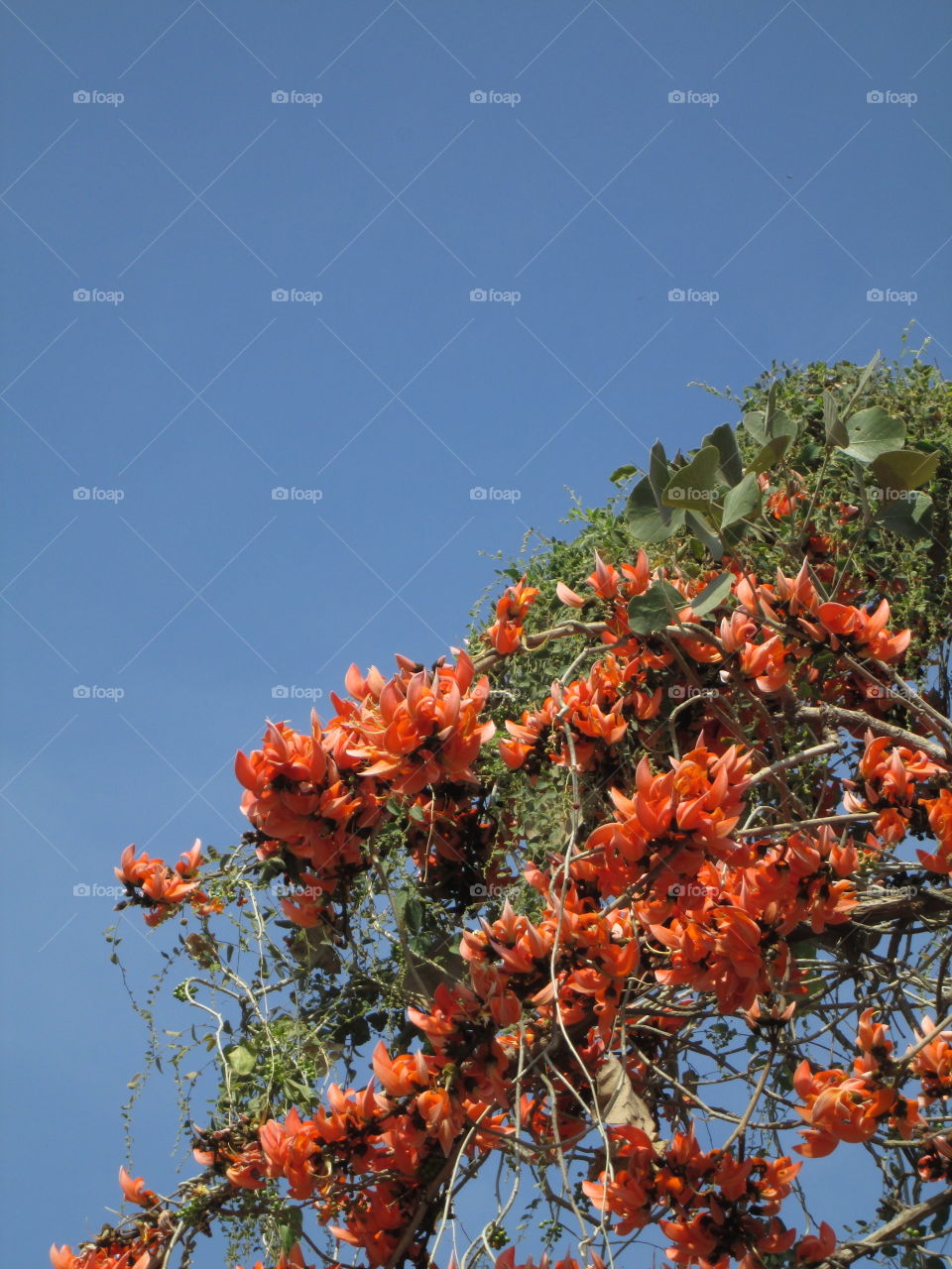 UNKNOWN FLOWER???  SAW IT FIRST TIME !!!