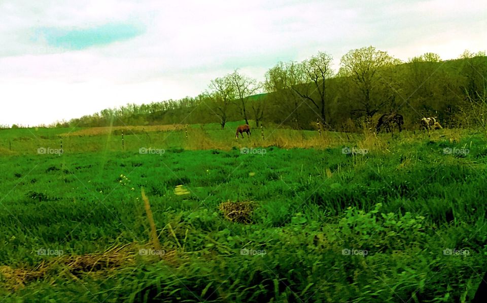 Grazing Horses