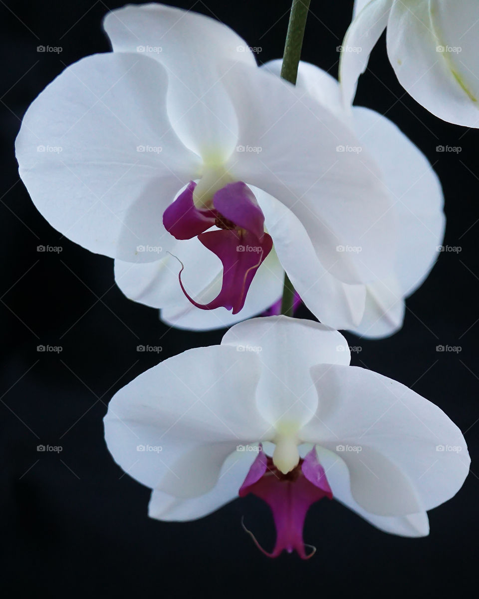 White and purple orchid