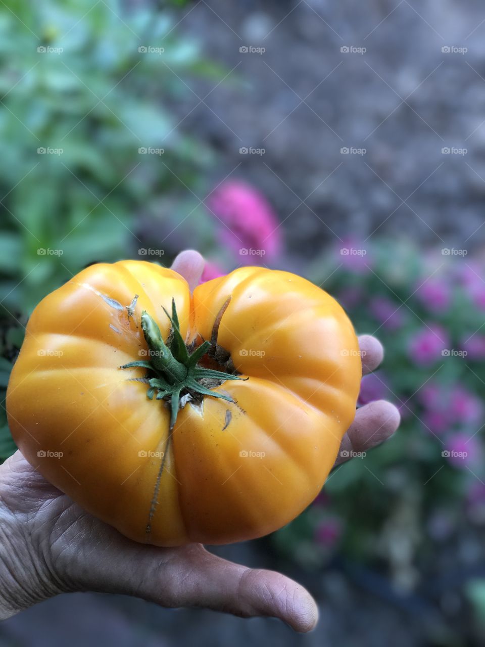 Tomato harvest