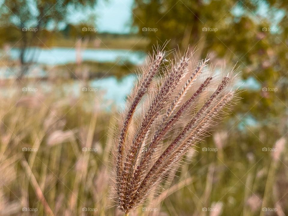 Beautiful wild flowers 