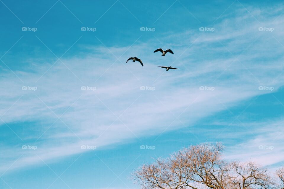 Flying birds