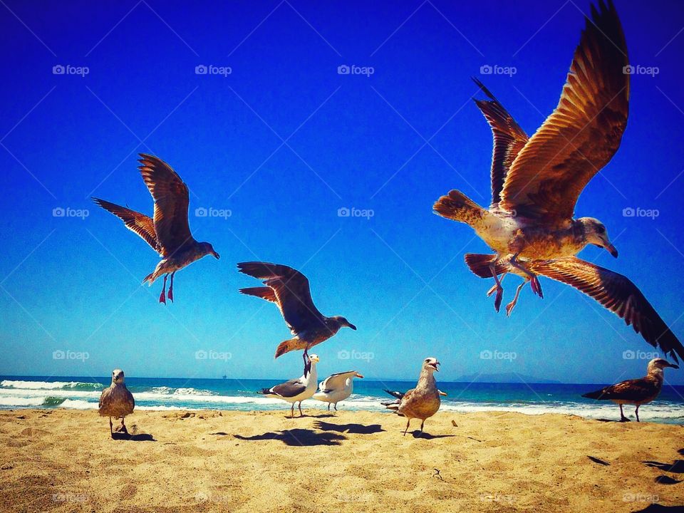 Seagulls 