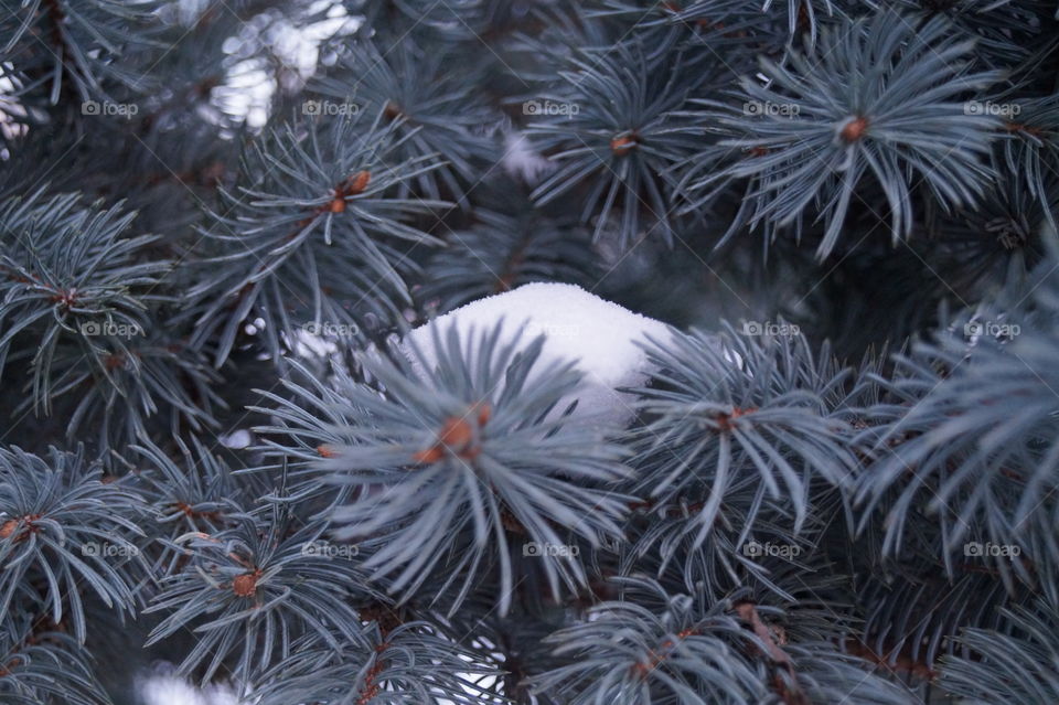 beautiful winter spruce