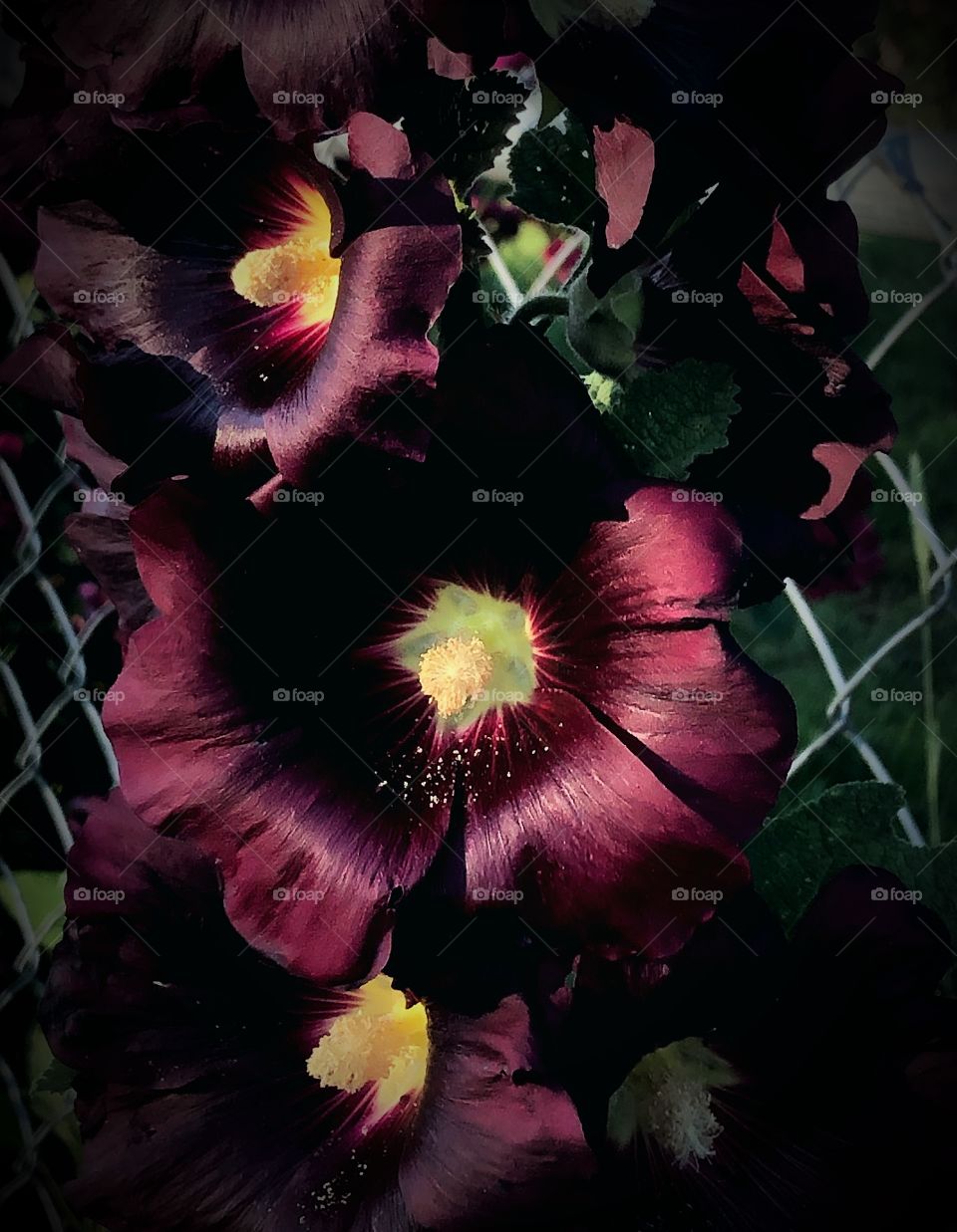 Hollyhocks