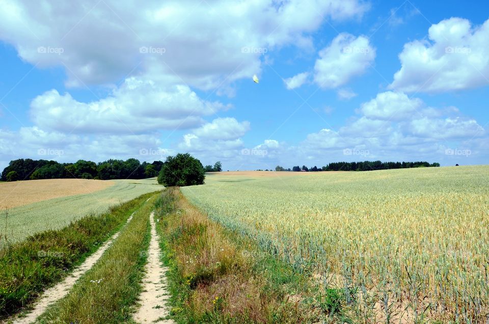 Fields of the crops, landscape of the Mazurian region in Poland