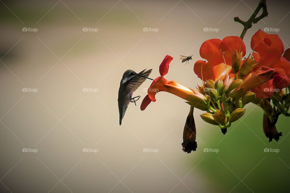 Hummingbird   and   bee