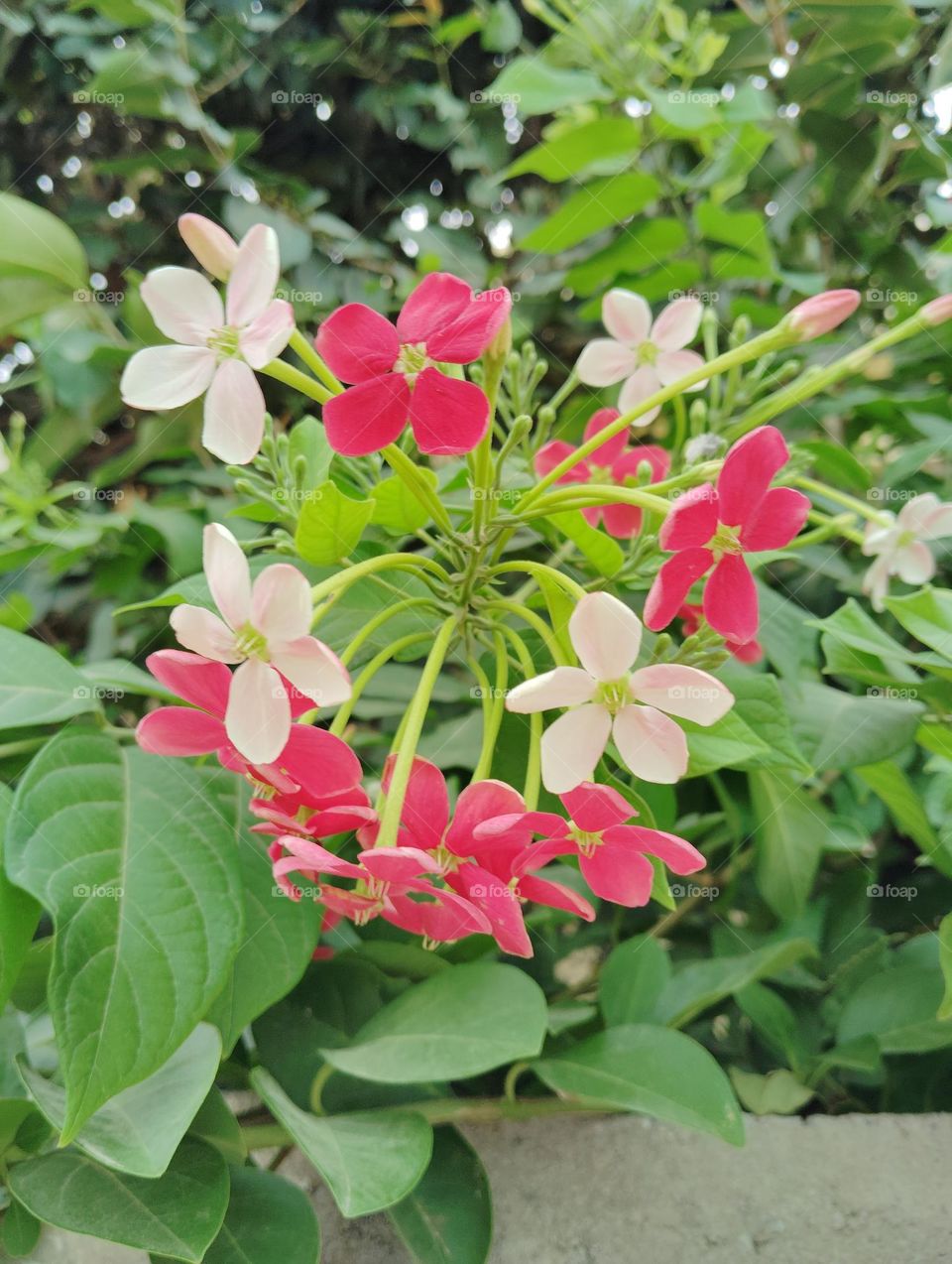 red and white flower seasonal fresh shurb looks very beautiful generally found everywhere