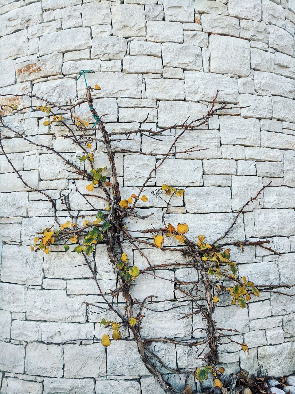 Beautiful background of the white wall with autumn colorful leaves.