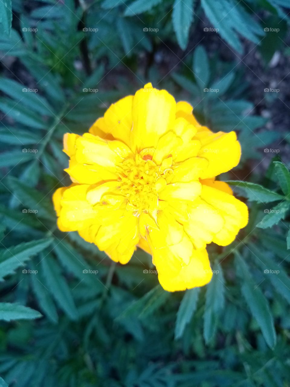 Yellow flower