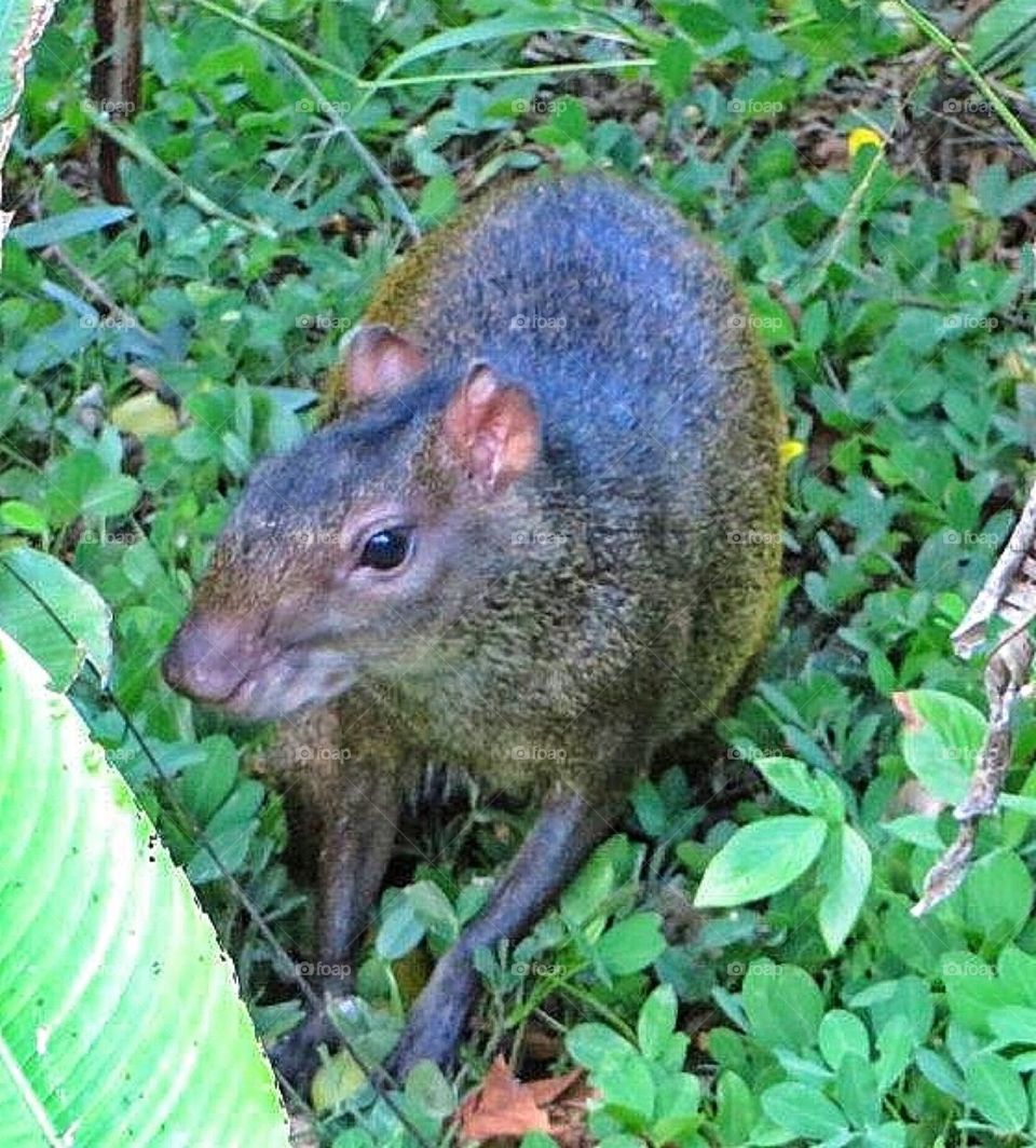 Agouti