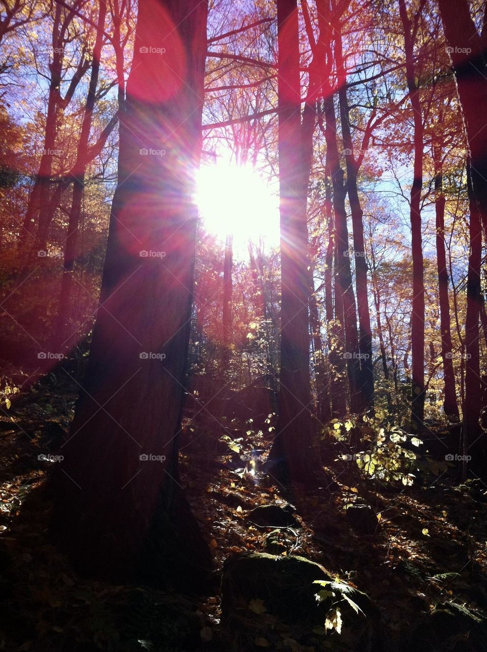 Magical light coming through the trees in the forest 