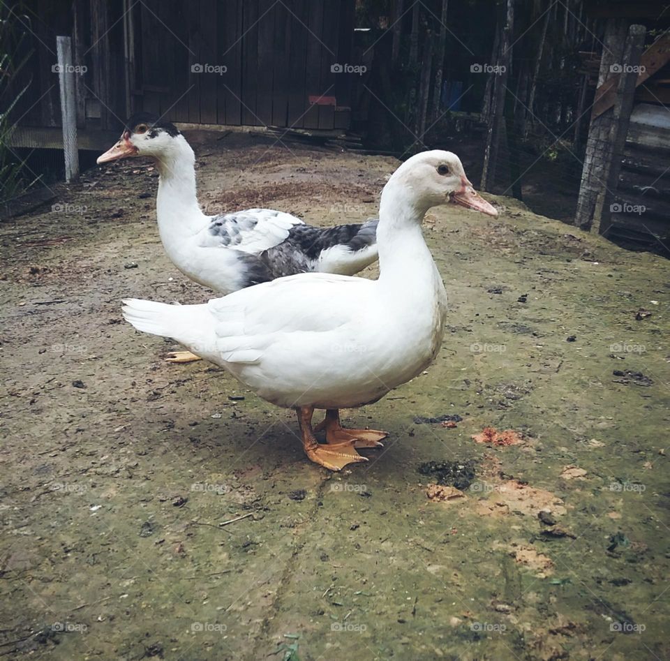 Queridos patos intercalados entre eles.