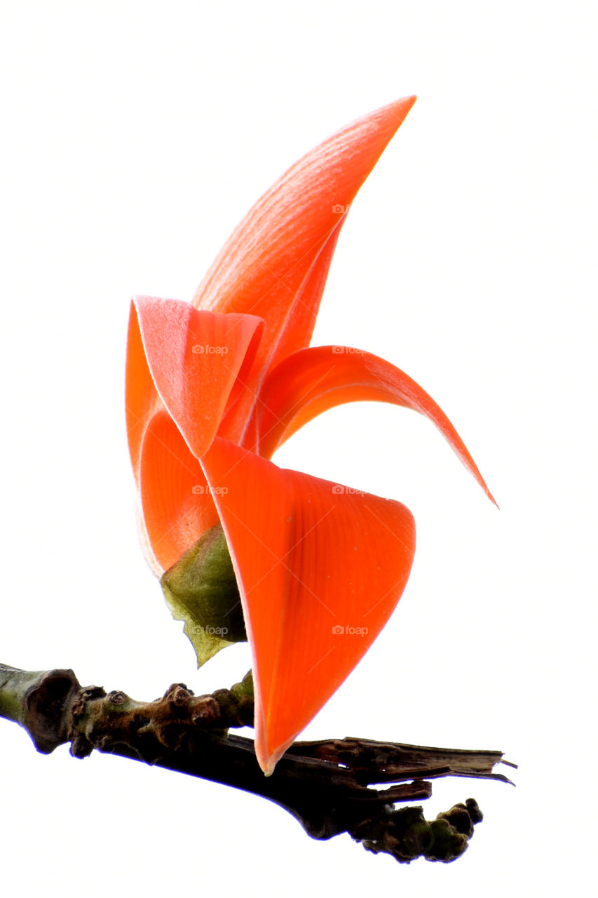 Highkey image of Beautea monosprma is really beautiful.