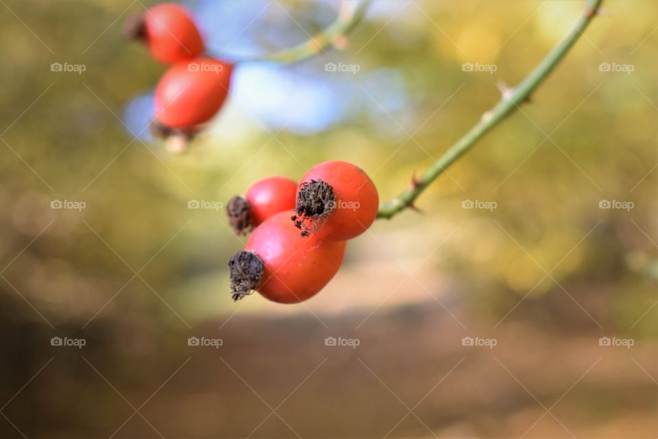 Rosehip