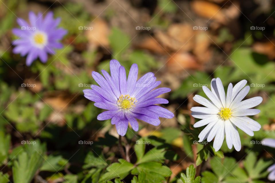 purple spring flower