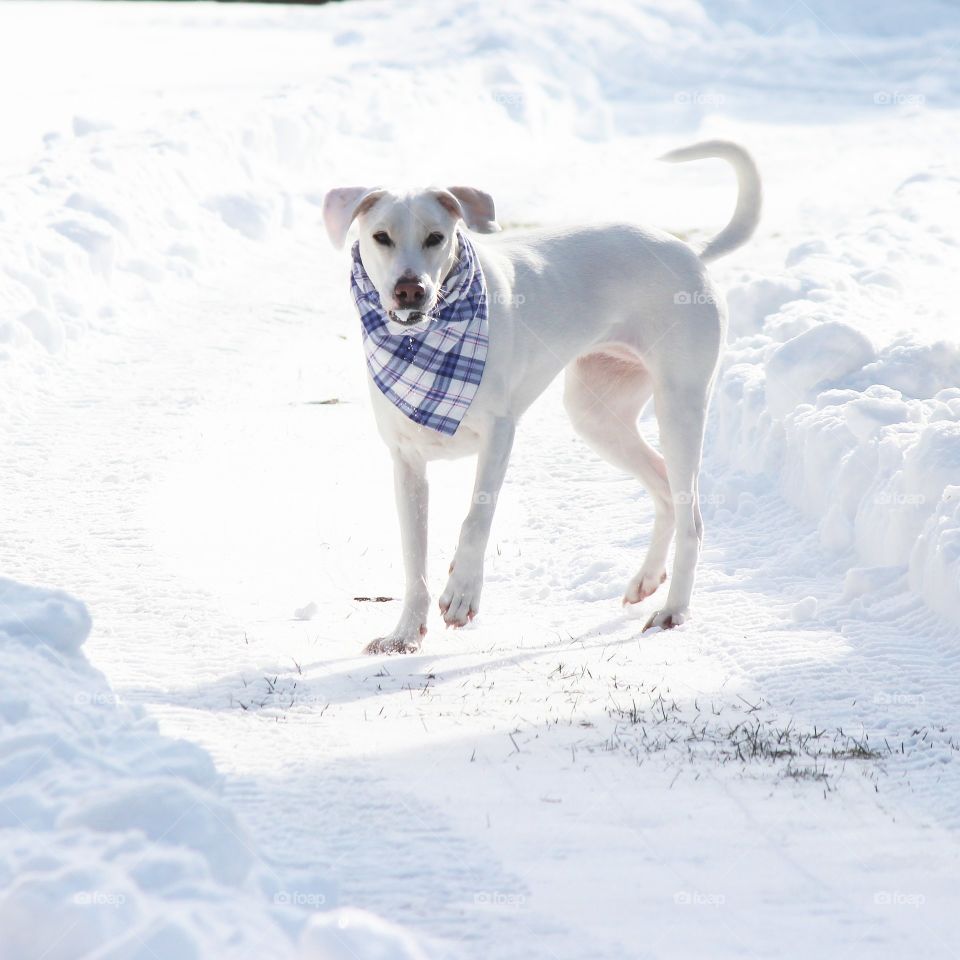 Snowballs taste so good. Elle enjoying a sunny winter day outdoors