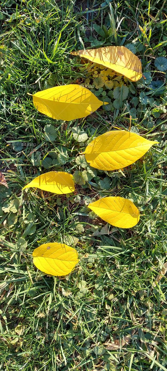 Yellow leaves on the grass