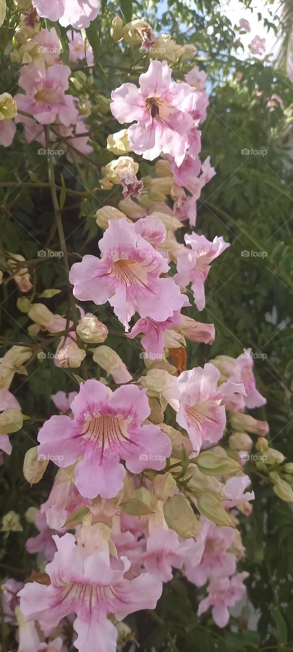 Abeja escondida en flores