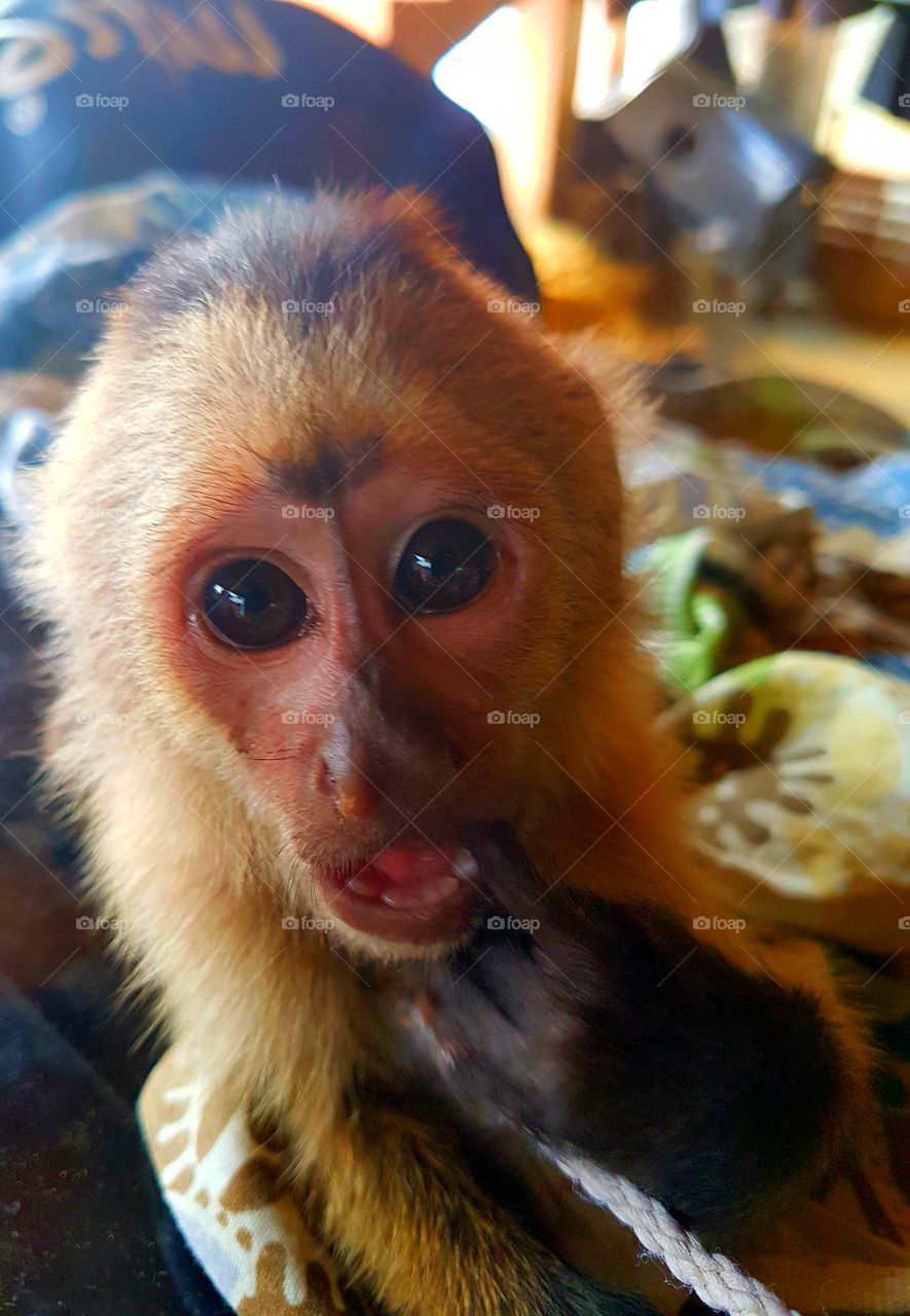 The cutest pets in the world