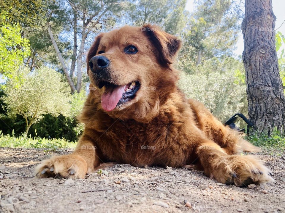 My big furry dog ​​lying in nature.  Photo from the ground