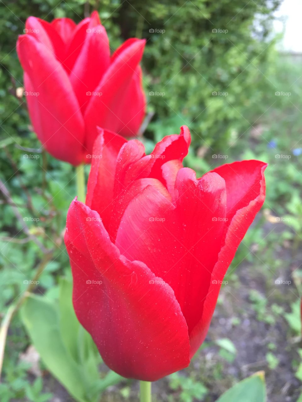 Tulips in my garden 
