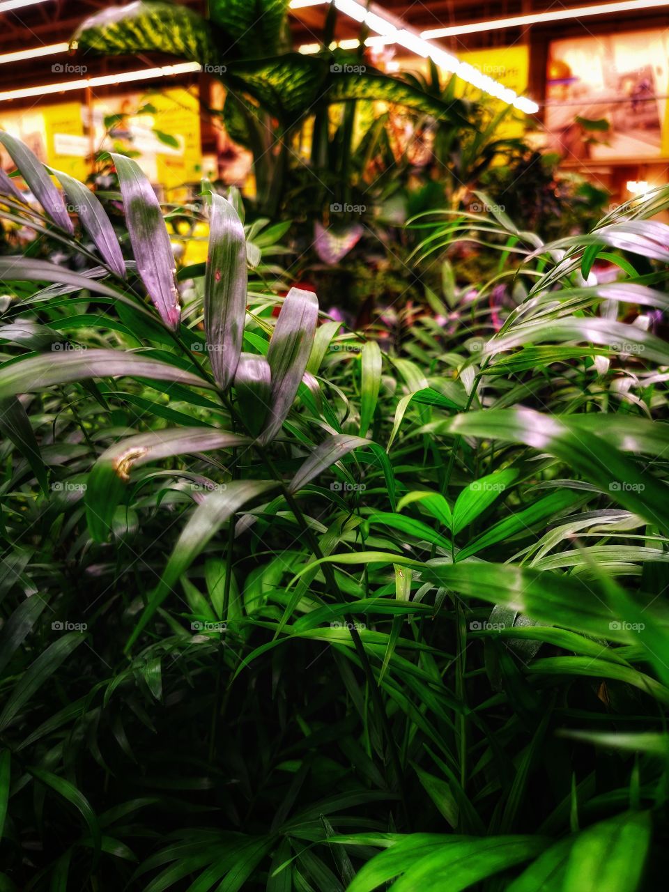 Plant green house Park colors greens