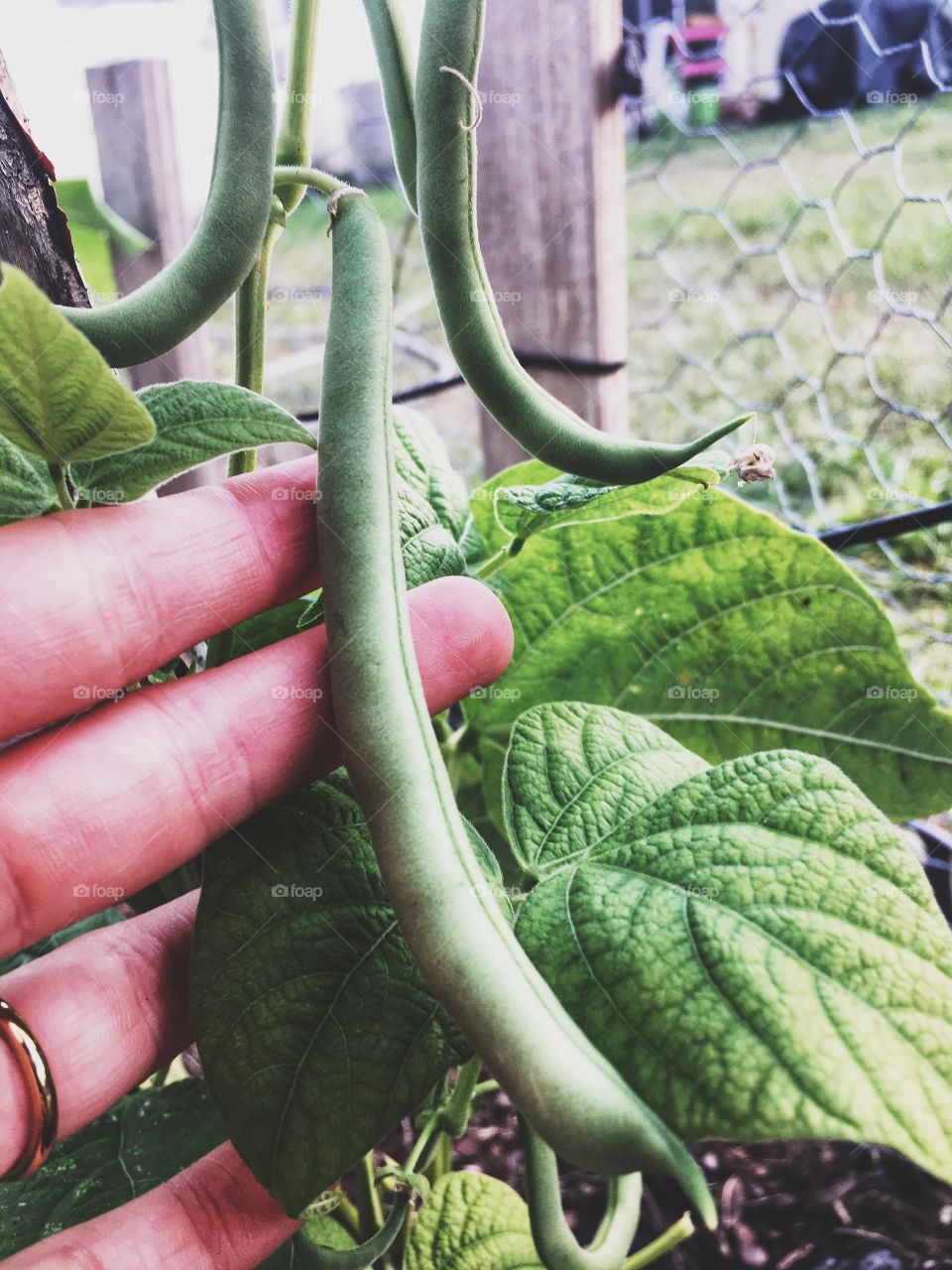 Green beans full and ready for pickin’ 
